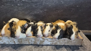 Meerschweinchen Jungtiere