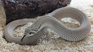 Axanthic Superconda het Toffee , Toxic, adult, proven breeder, Heterodon nasicus Hakennasennatter
