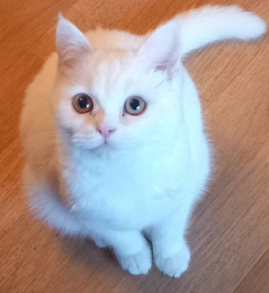 Bkh katze in liebevolle Hände abzugeben 