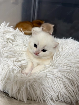 BKH kitten in golden silver shaded tabby zu verkaufen *britisch kurzhaar kitten*