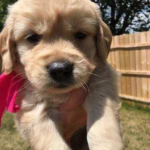 Golden Retriever Welpen 