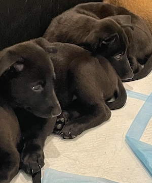 Belgischer Schäferhund Malinois Welpen (schwarz) suchen neues Zuhause