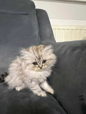 Wunderschöne BKH Langhaar Katzen suchen neues zuhause