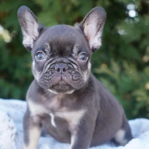 Süße Französische Bulldoggen-Welpen bereit, dein Herz zu erobern! 