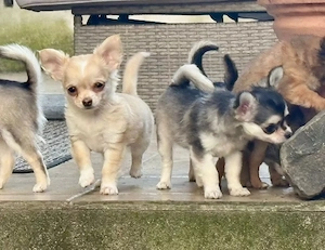    Verfügbar: 3 weibliche & 2 männliche Chihuahua-Welpen