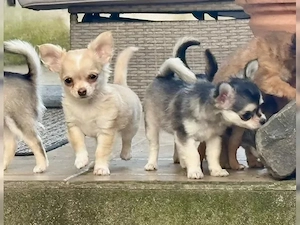    Verfügbar: 3 weibliche & 2 männliche Chihuahua-Welpen