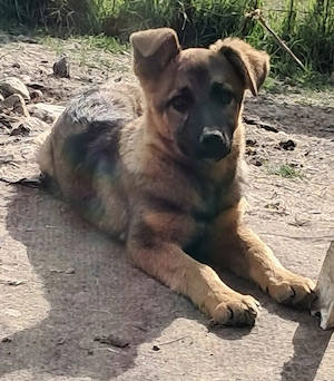 Leilli, kleine Zuckerschnute sucht liebevolle Menschen 
