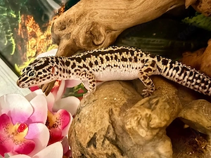 Leopardgecko Weibchen (bold stripe lavender) NZ:24