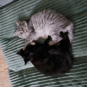 Katzen MainCoon Perser Mischlinge