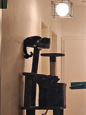 HausKater 3 jahre jung