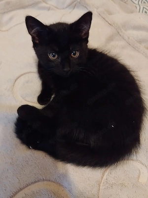 kleines Katzenmädchen sucht ein Zuhause 