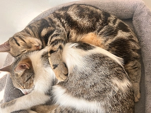 3 Katzen zu verschenken. 