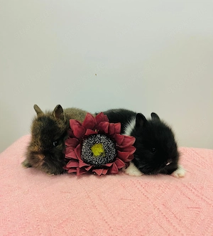 Mini Zwergkaninchen Babys Farbenzwerge Löwenköpfchen 