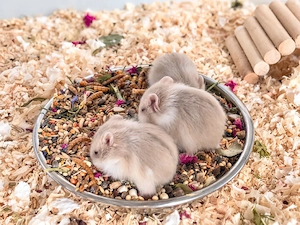 Campbell Zwerghamster abzugeben 