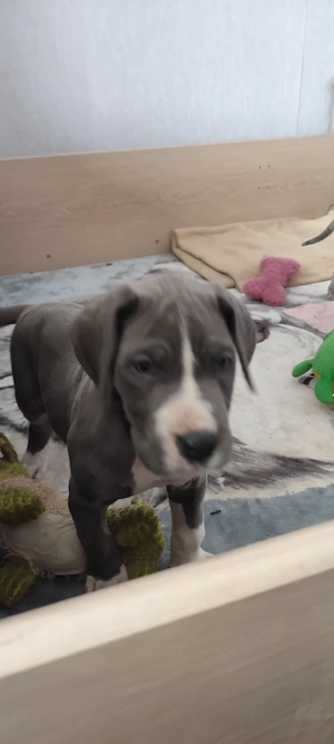 Wir haben ab Anfang April reinrassige Deutsche Doggen Welpen abzugeben.