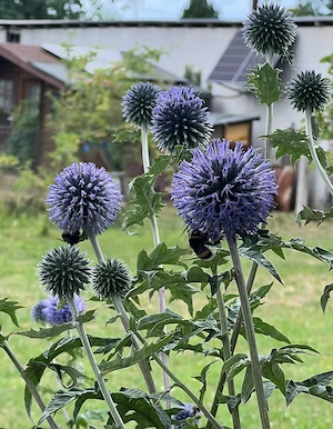 Winterharte Stauden, Kugeldistel blau, Herbstaster niedrig, Schwertlilie, Iris zart hellblau Bild 2