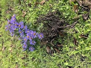 Winterharte Stauden, Kugeldistel blau, Herbstaster niedrig, Schwertlilie, Iris zart hellblau Bild 4