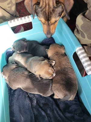 4 Süße Mix Welpen  Bild 5