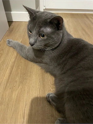 BKH Britisch Kurzhaar Blue Grey