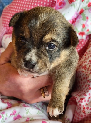 4 Süße Mix Welpen  Bild 4