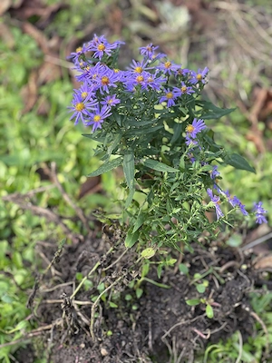 Winterharte Stauden, Kugeldistel blau, Herbstaster niedrig, Schwertlilie, Iris zart hellblau Bild 5