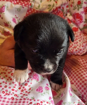 4 Süße Mix Welpen  Bild 3