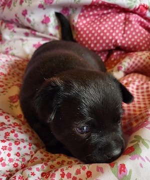 4 Süße Mix Welpen  Bild 2