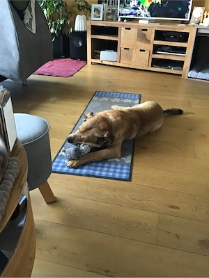 Jakob - Lustige grosse Tatze ist ein Menschenfreund Bild 3