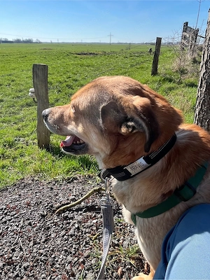 Jakob - Lustige grosse Tatze ist ein Menschenfreund Bild 5