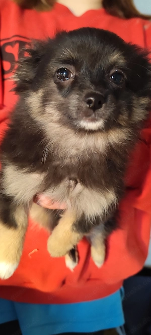 Chihuahua Mix   Pomeranian Mix   Pomchi 