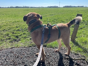 Jakob - Lustige grosse Tatze ist ein Menschenfreund Bild 4