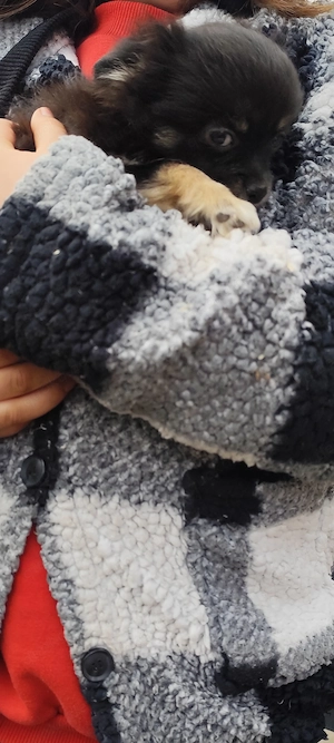 Chihuahua Mix   Pomeranian Mix   Pomchi 