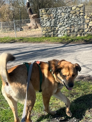 Jakob - Lustige grosse Tatze ist ein Menschenfreund Bild 6