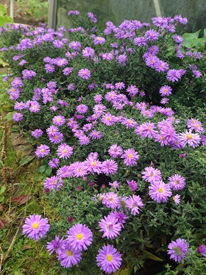 Winterharte Stauden, Kugeldistel blau, Herbstaster niedrig, Schwertlilie, Iris zart hellblau Bild 6