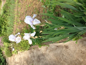 Winterharte Stauden, Kugeldistel blau, Herbstaster niedrig, Schwertlilie, Iris zart hellblau Bild 7