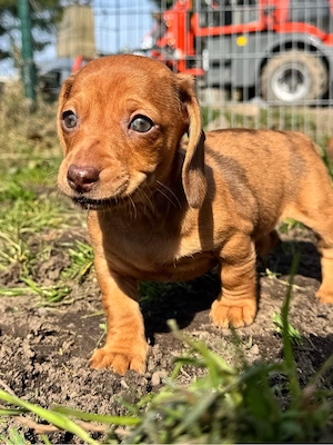 zuckersüsse Dackelwelpen 