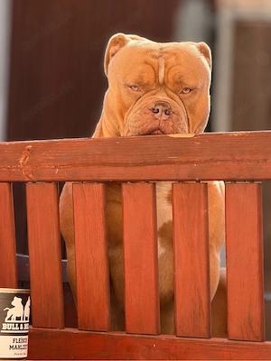 Old English Bulldog Deckrüde   kraftvoll, typvoll, kerngesund | Sunshine Bulls Linie