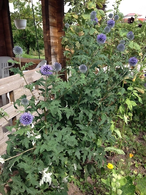 Winterharte Stauden, Kugeldistel blau, Herbstaster niedrig, Schwertlilie, Iris zart hellblau Bild 3
