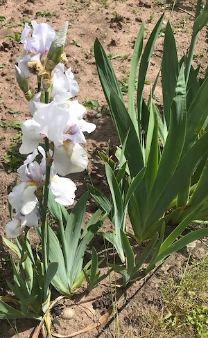 Winterharte Stauden, Kugeldistel blau, Herbstaster niedrig, Schwertlilie, Iris zart hellblau Bild 8