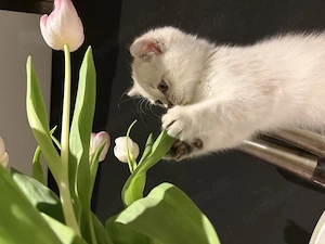 Bkh kitten zu verkaufen