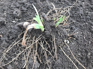 Winterharte Stauden, Kugeldistel blau, Herbstaster niedrig, Schwertlilie, Iris zart hellblau Bild 9