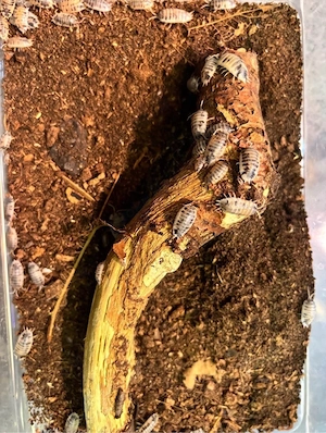 Porcellio laevis  Panda 