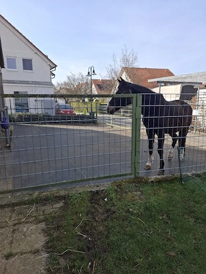 Shetlandpony  Beistell Pony   Shetty gesucht