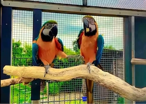 Ara 1,1 Gelbrustara Paar 