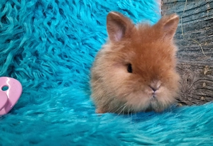Kaninchen Jungtiere, Zwergkaninchen Farbenzwerge, Löwenkopf