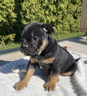 Alternativ Bulldogge OEB Französische Bulldogge 