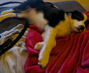 Border Collie   Australian Shepherd Mix Welpe sucht neues Zuhause
