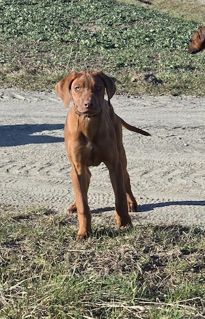 Rhodesian Ridgeback Welpen 