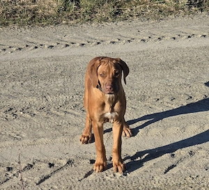 Rhodesian Ridgeback Welpen 