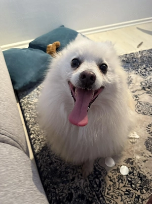 Moli (geb. 10 2020 lebt noch in Bosnien und sucht ein Zuhause